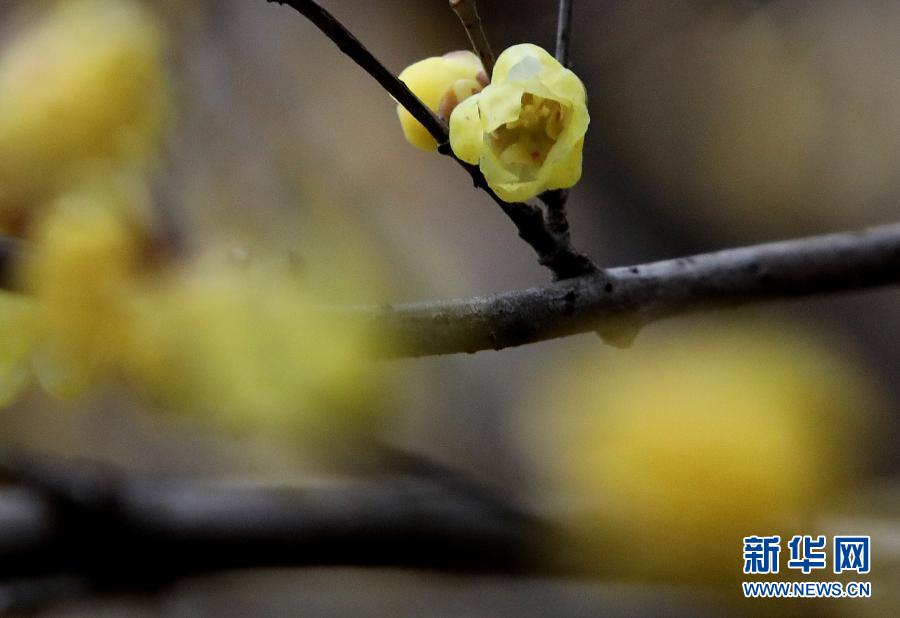 小寒|冬日腊梅凌寒开