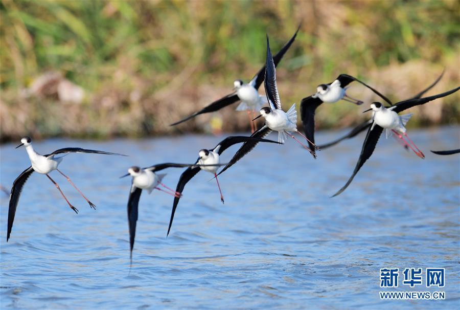 （环境）（1）湿地鸟翩跹