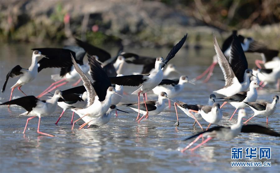 （环境）（2）湿地鸟翩跹
