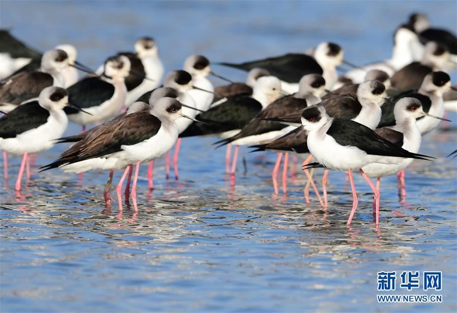 （环境）（5）湿地鸟翩跹