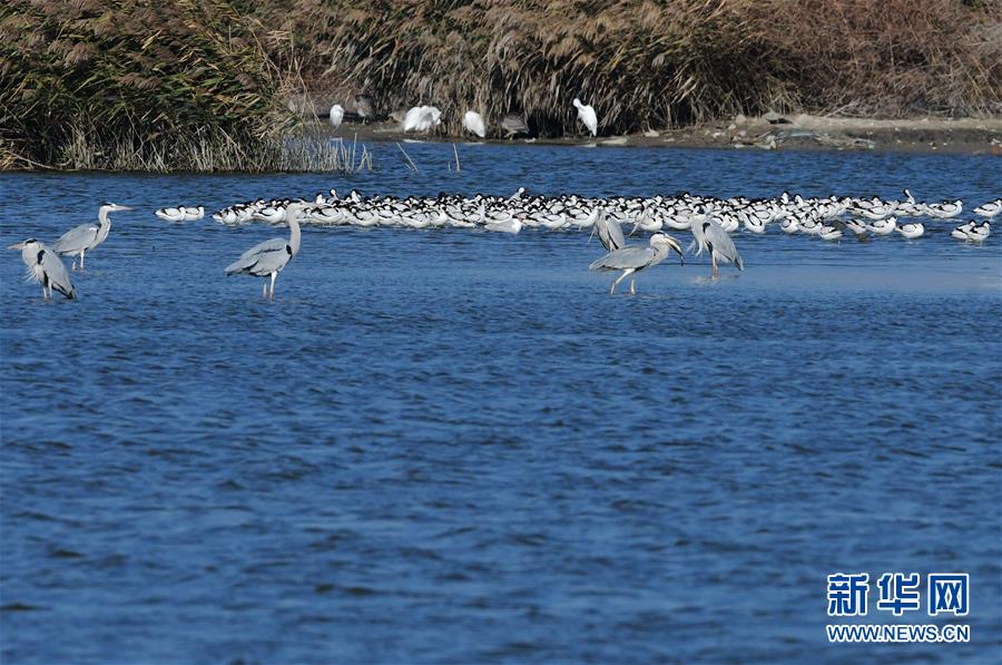 （环境）（6）湿地鸟翩跹