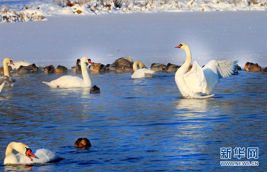 （新华视界）（4）白俄罗斯：越冬天鹅