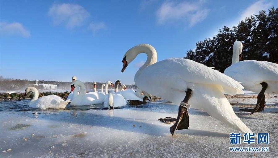 （新华视界）（6）白俄罗斯：越冬天鹅
