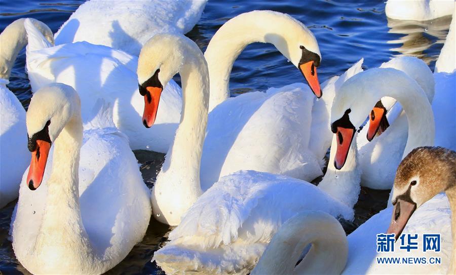 （新华视界）（7）白俄罗斯：越冬天鹅