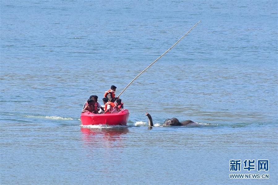 （新华视界）（1）获救的大象