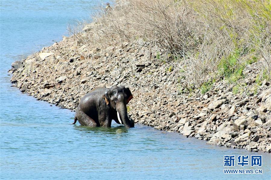 （新华视界）（2）获救的大象