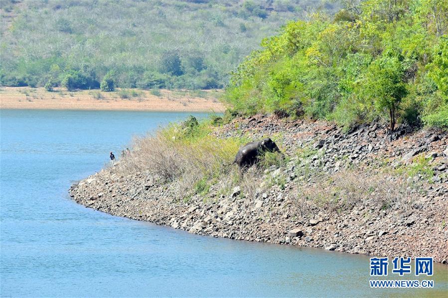 （新华视界）（3）获救的大象