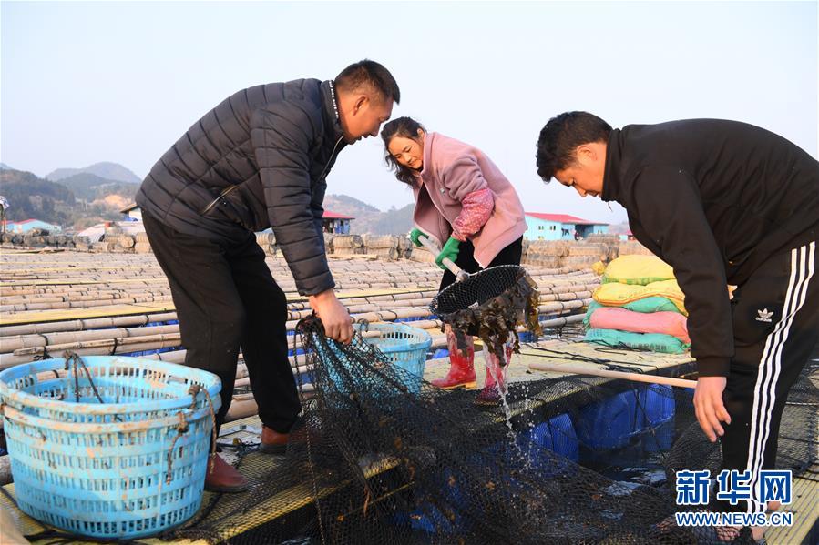 （新春走基层）（4）从山到海&mdash;&mdash;&ldquo;春运母亲&rdquo;巴木玉布木开启海上养殖新职业
