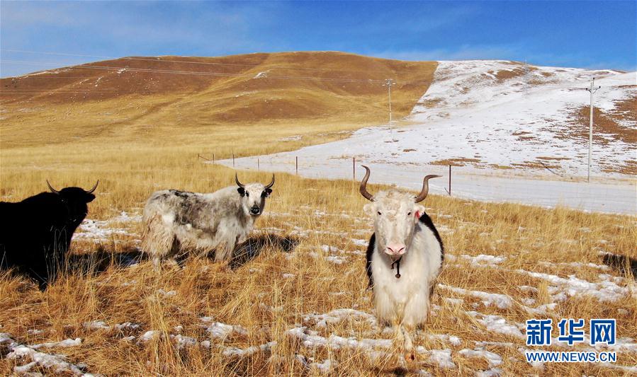 （镜观中国&middot;新华视界）（3）牛年话牛