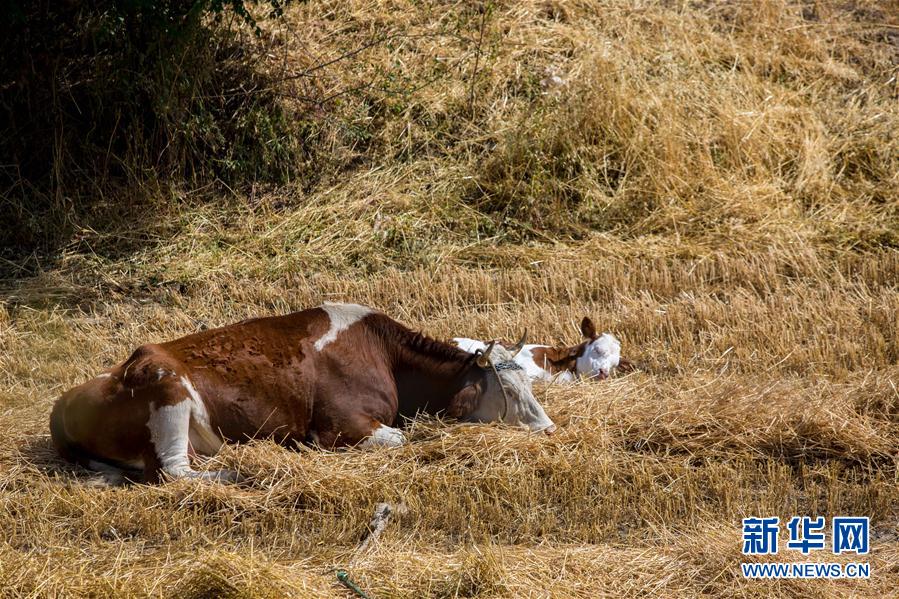 （镜观中国&middot;新华视界）（6）牛年话牛