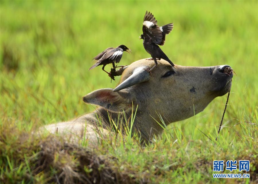 （镜观中国&middot;新华视界）（7）牛年话牛