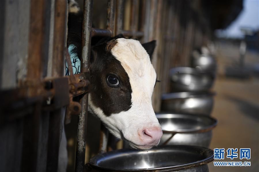 （镜观中国&middot;新华视界）（12）牛年话牛