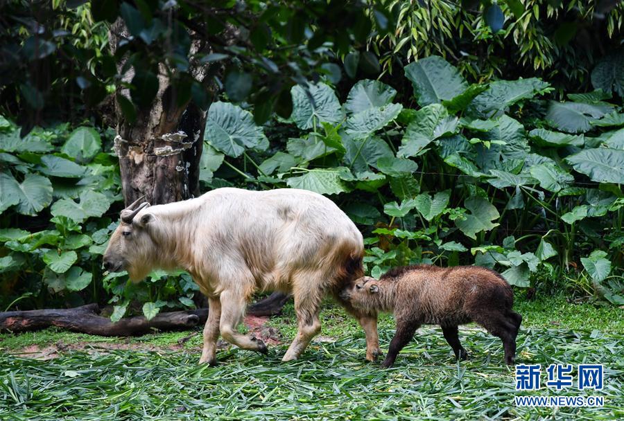 （镜观中国&middot;新华视界）（23）牛年话牛