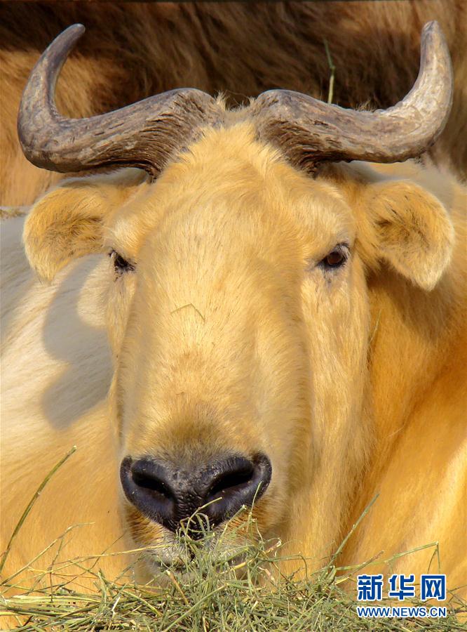 （镜观中国&middot;新华视界）（26）牛年话牛