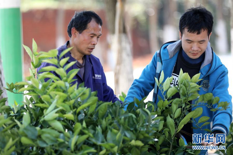 助农增收！湖南资兴：免费发放约4万株果树苗