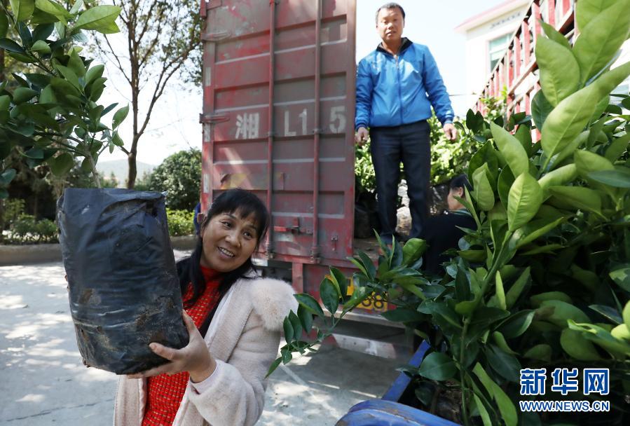 助农增收！湖南资兴：免费发放约4万株果树苗