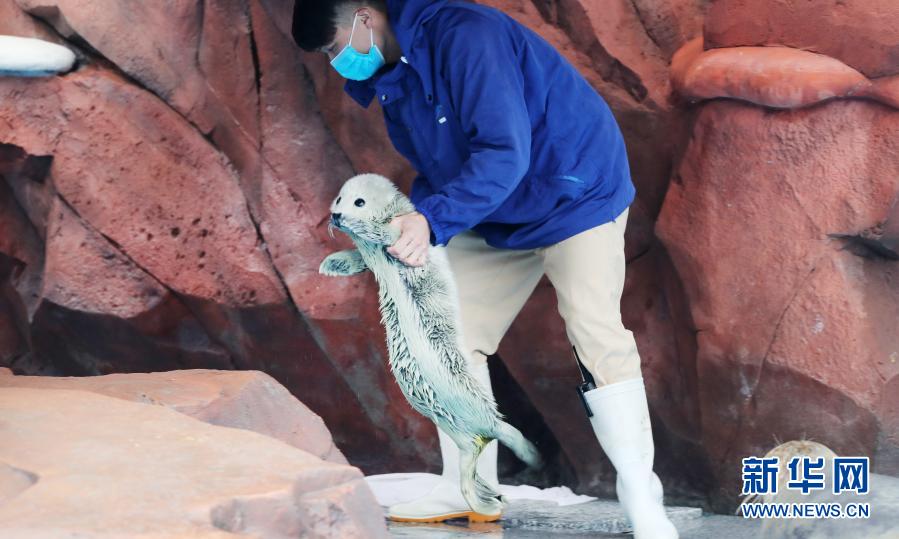 喜讯！上海：海洋公园迎牛年斑海豹宝宝