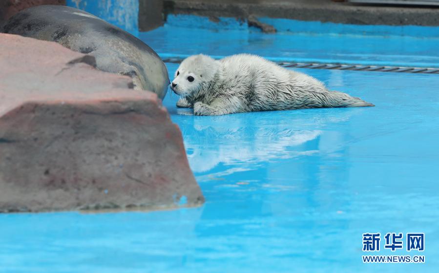 喜讯！上海：海洋公园迎牛年斑海豹宝宝