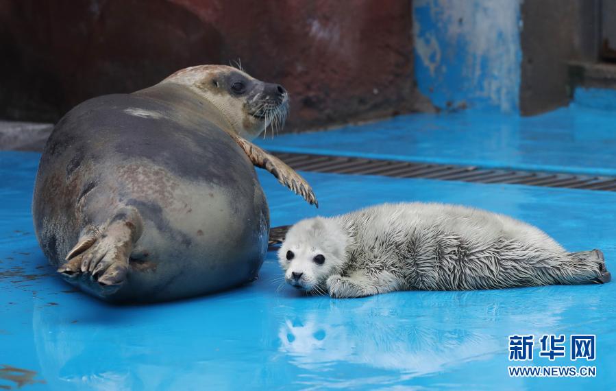 喜讯！上海：海洋公园迎牛年斑海豹宝宝