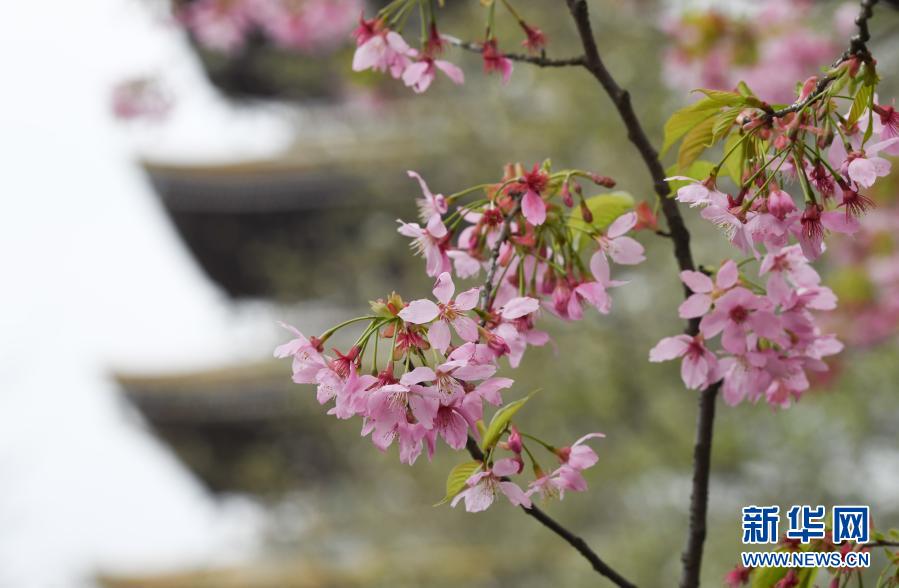 2021武汉东湖樱花节开幕 共赴樱花之约！