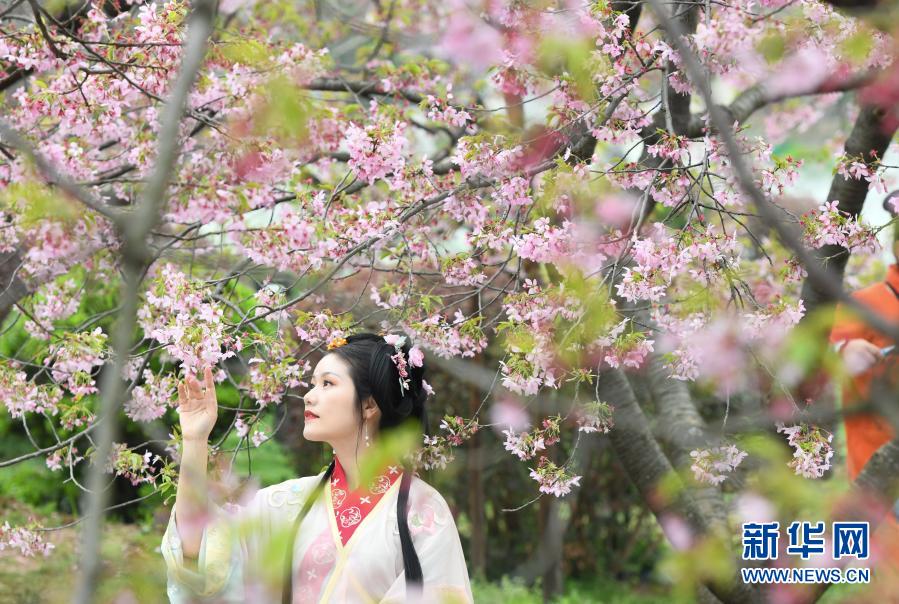 2021武汉东湖樱花节开幕 共赴樱花之约！