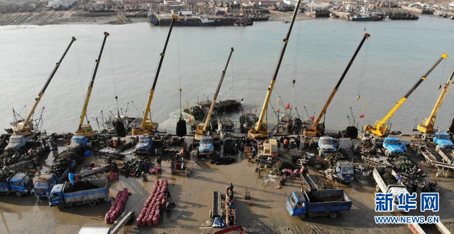 占全国六成以上！山东日照：贻贝收获忙