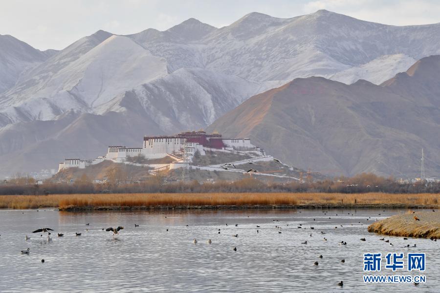 西藏：拉鲁湿地 鸟的乐园