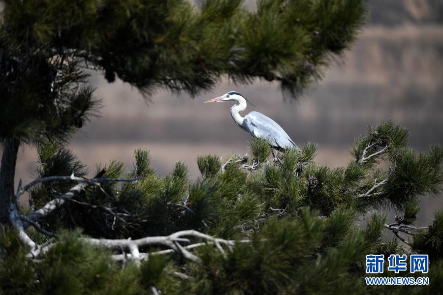 山西苍鹭起舞吕梁山