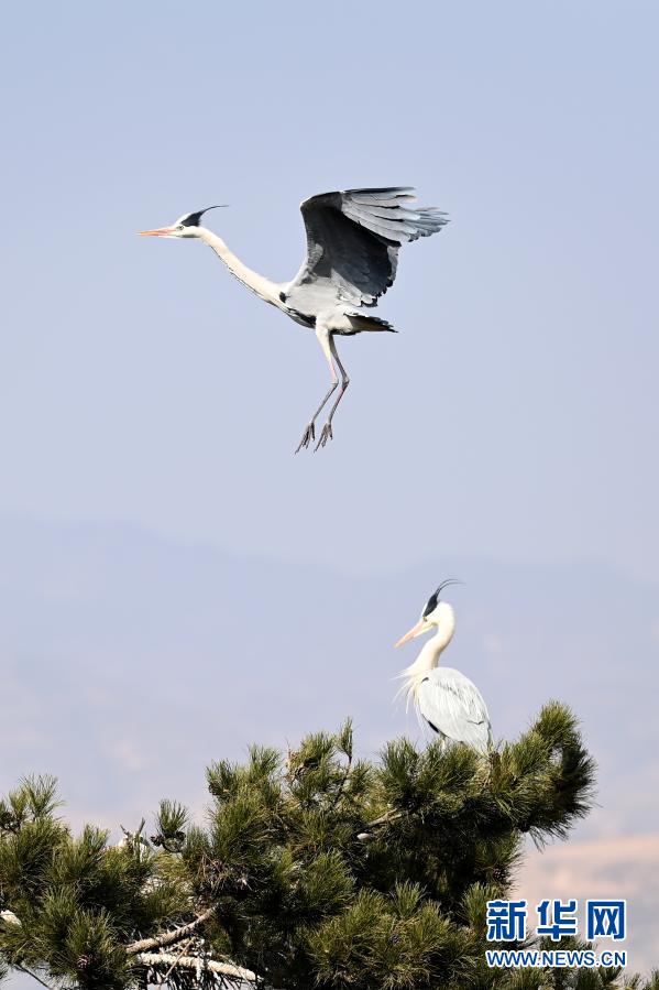 山西苍鹭起舞吕梁山