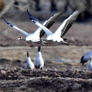 （环境）（1）鹤舞高原