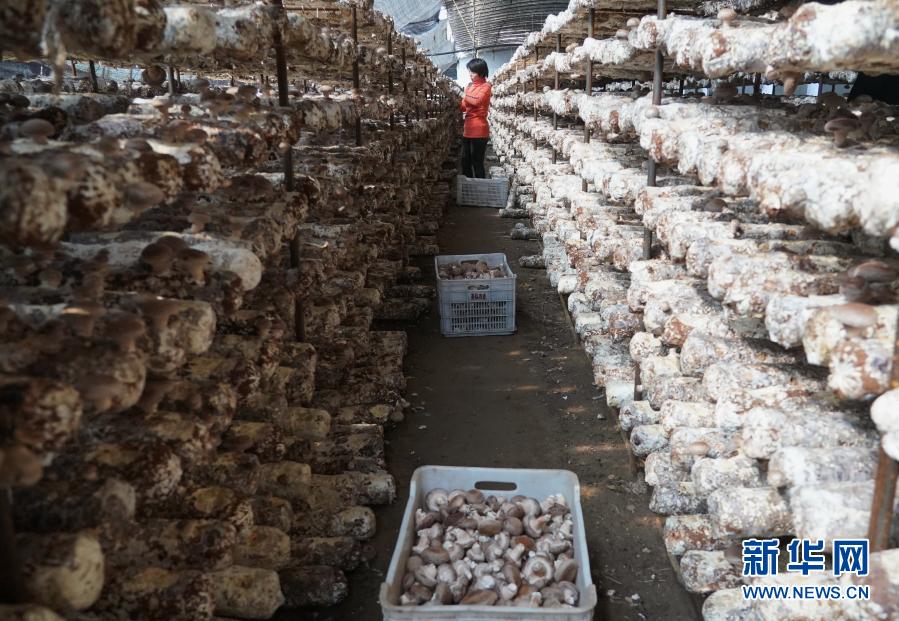 河北迁安：食用菌飘香农民致富路