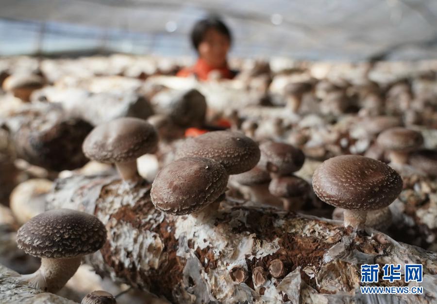 河北迁安：食用菌飘香农民致富路