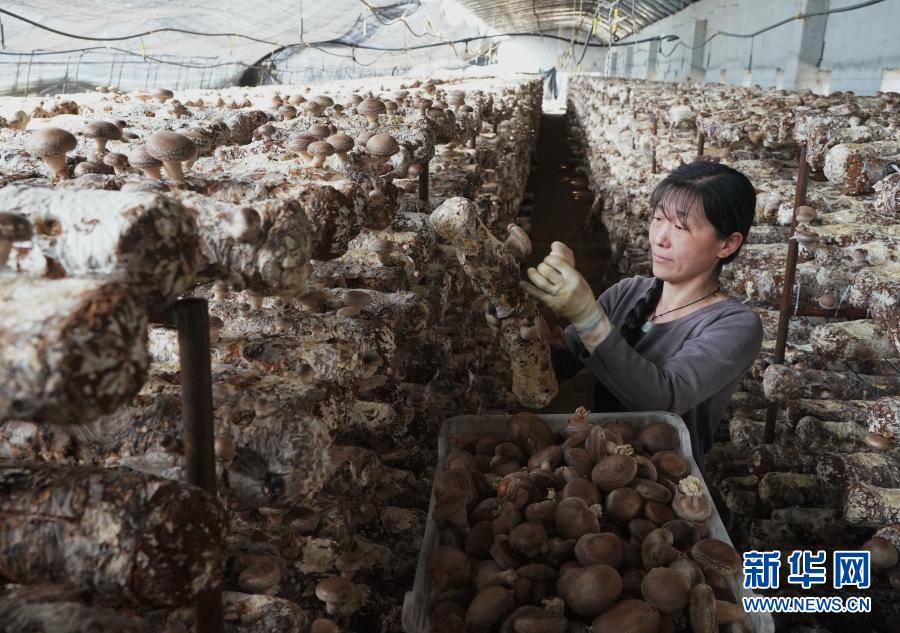 河北迁安：食用菌飘香农民致富路