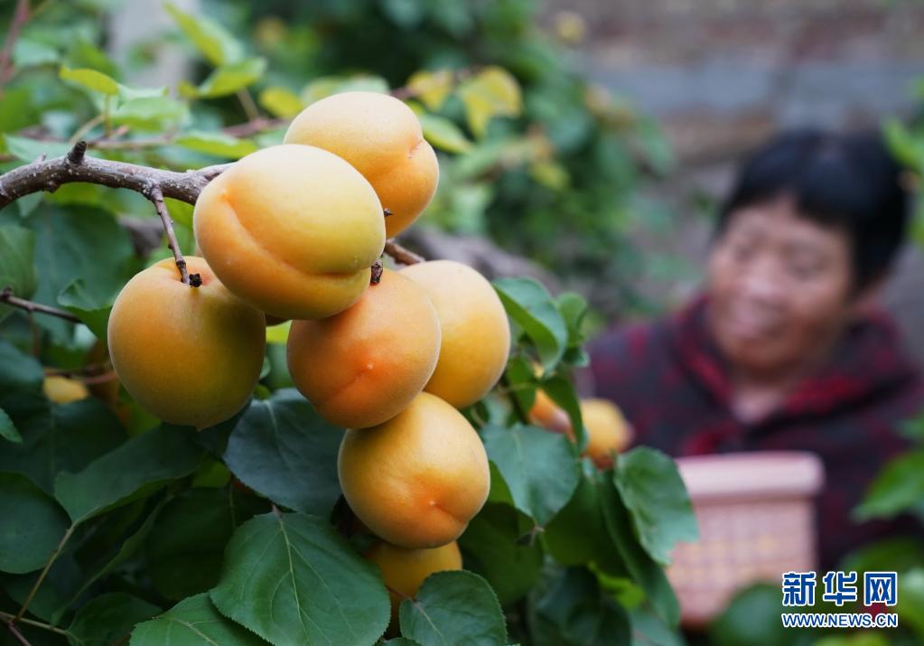 “河北顺平：错季水果种植促农增收