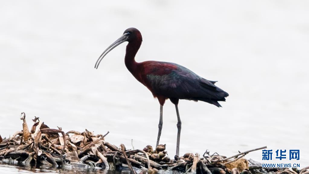 国家二级保护动物彩鹮现身福建霞浦