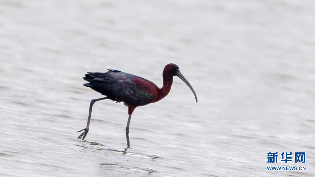 国家二级保护动物彩鹮现身福建霞浦