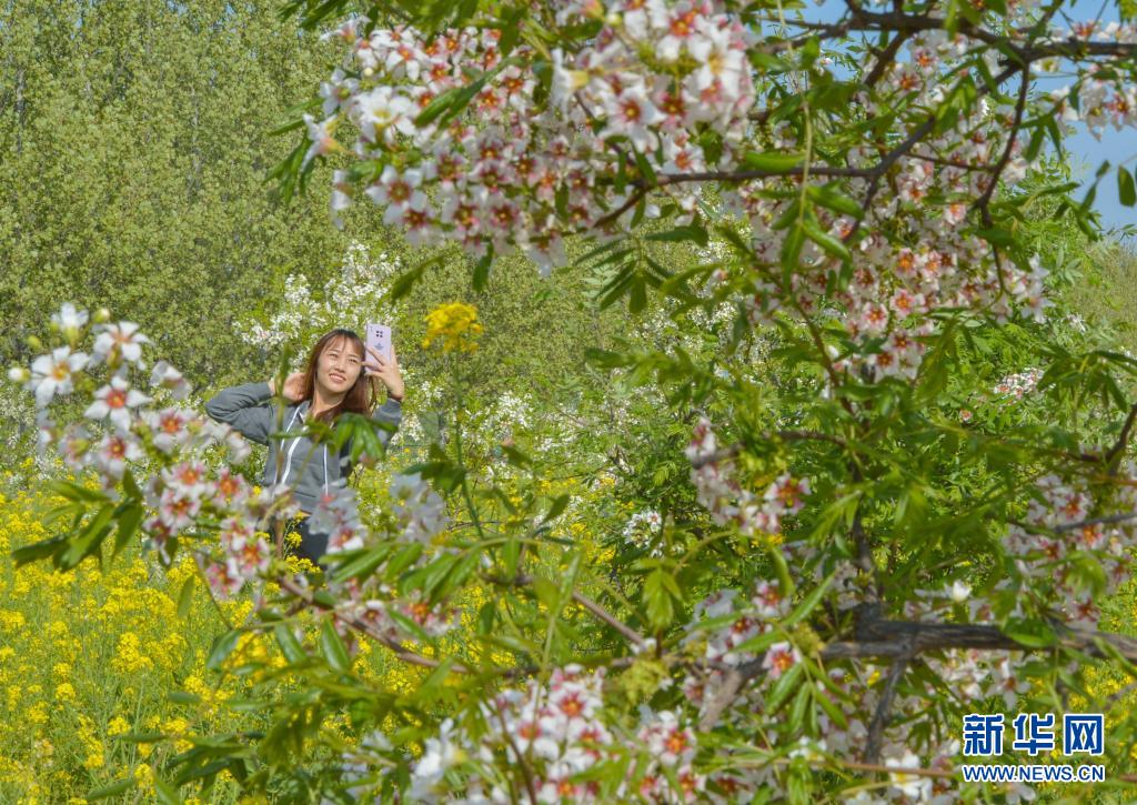 邯郸市邱县：文冠果花开正芬芳