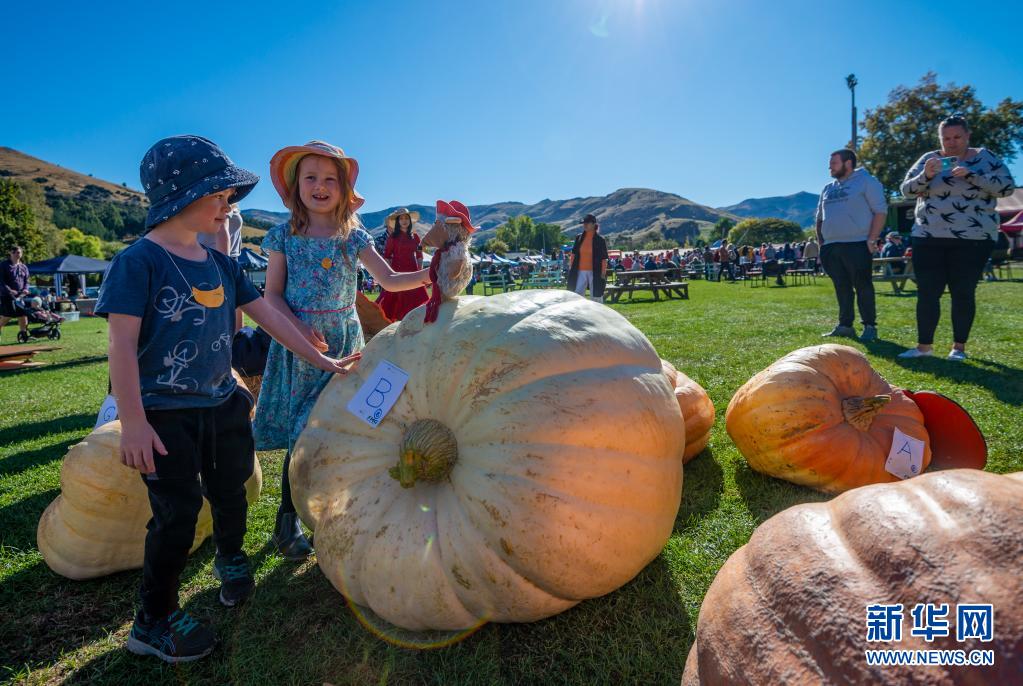 新西兰南岛：南瓜节给孩子带来欢乐