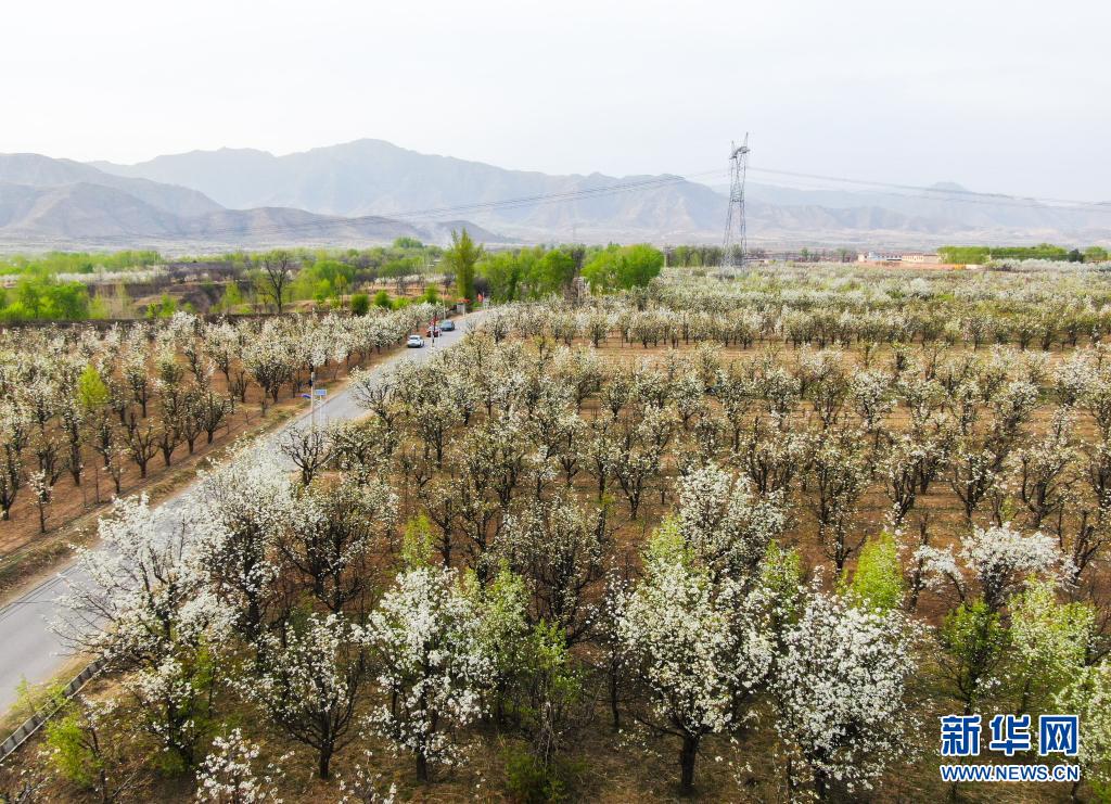 山西原平：梨园花开引客来