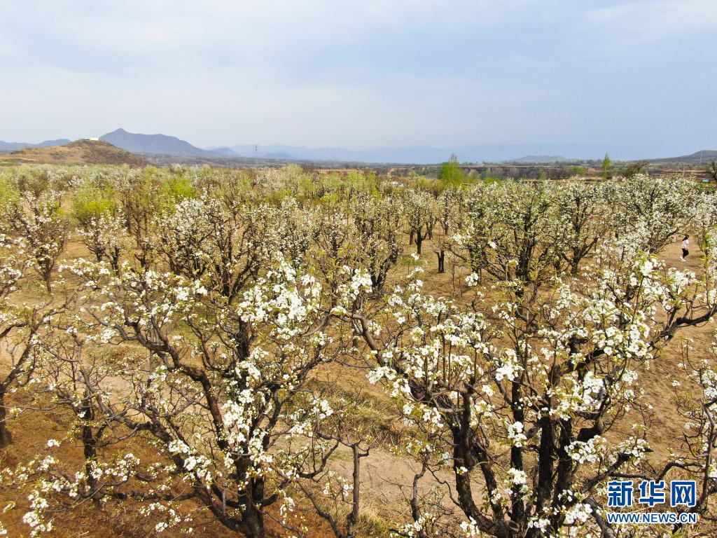 山西原平：梨园花开引客来
