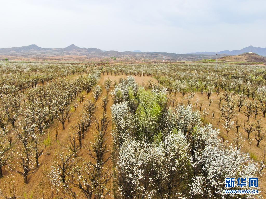 山西原平：梨园花开引客来