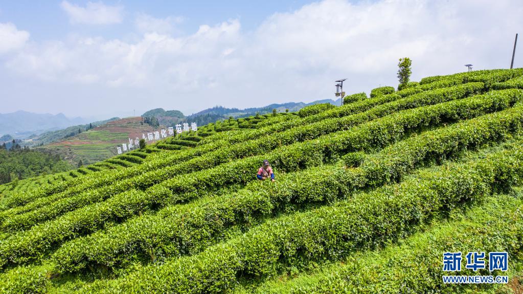 贵州六盘水:谷雨时节采茶忙