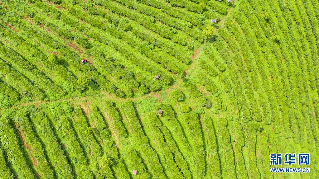 贵州六盘水:谷雨时节采茶忙