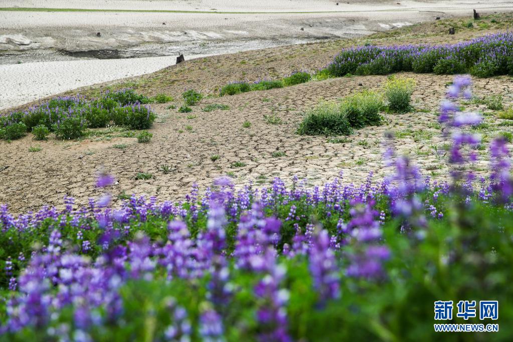 美国加州：愈发温暖干燥 雨季即将结束