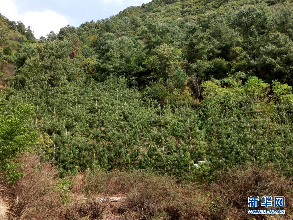 赞！国家一级重点保护野生植物五针白皮松累计移植成活逾3000株