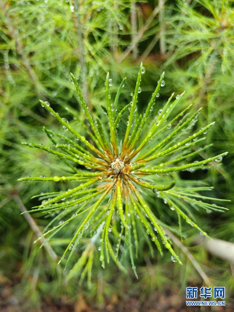 赞！国家一级重点保护野生植物五针白皮松累计移植成活逾3000株