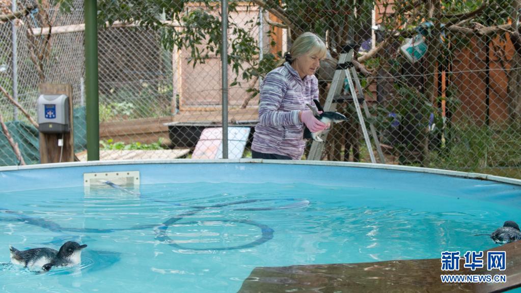 直击：在澳大利亚海滩“捡”企鹅的人