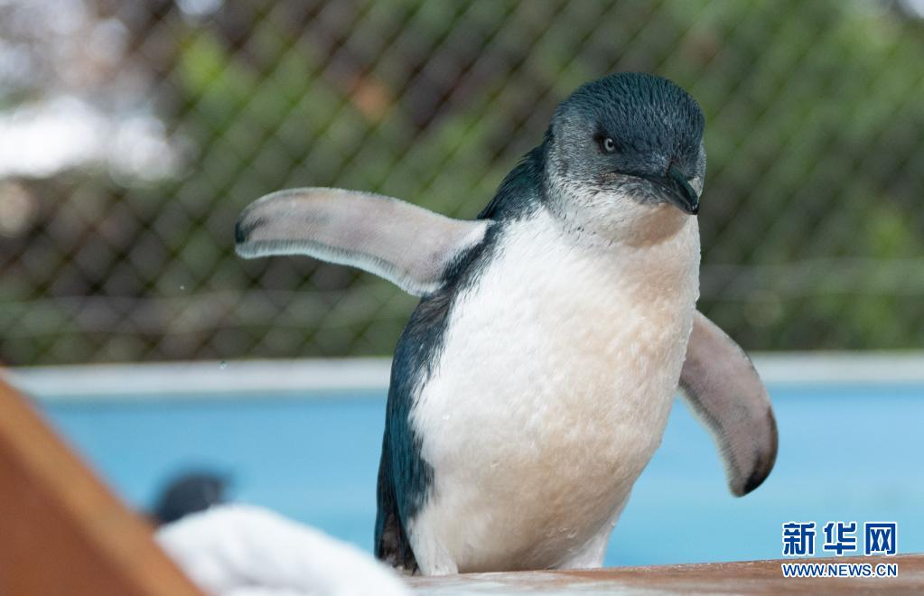 直击：在澳大利亚海滩“捡”企鹅的人