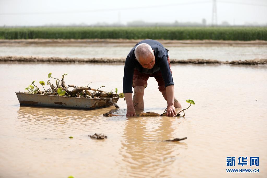 河北邢台：旱地种藕忙