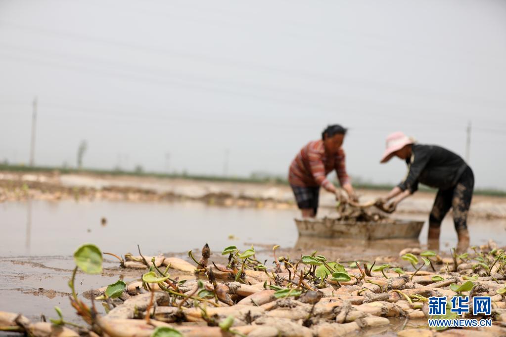河北邢台：旱地种藕忙
